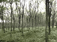 ที่ดินว่างเปล่าหลุดจำนอง ธ.ธนาคารกสิกรไทย สุราษฎร์ธานี ท่าฉาง คลองไทร